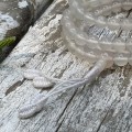 mala moonstone 1-1.jpg
